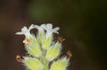 Spring forget-me-not